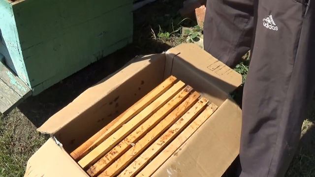 Ловля бродячих роёв. Поймал два роя.