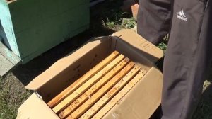 Ловля бродячих роёв. Поймал два роя.