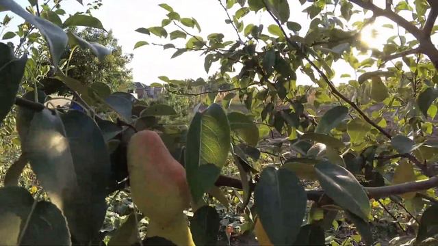 🍓Обзор нашего сада и огорода. Переезд на юг 🥒сентябрь 2020 смотреть онлайн