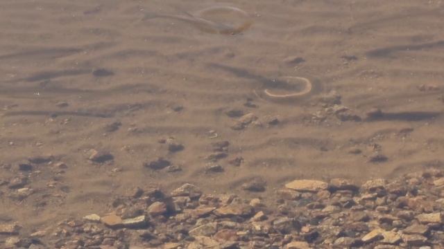 Двойная рыбалка на симу во Владивостоке и на сазана в Кронштадтке. #БлогВладивосток смотреть онлайн