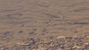 Двойная рыбалка на симу во Владивостоке и на сазана в Кронштадтке. #БлогВладивосток