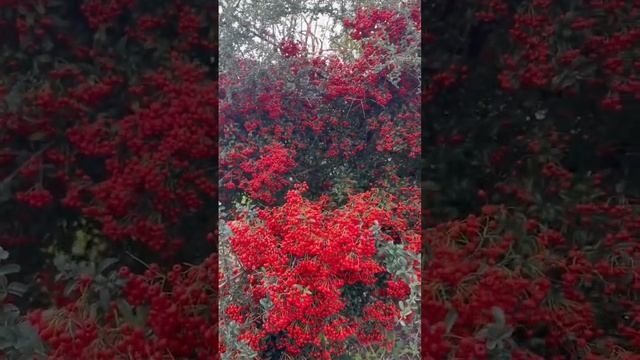 Red Pyracantha смотреть онлайн