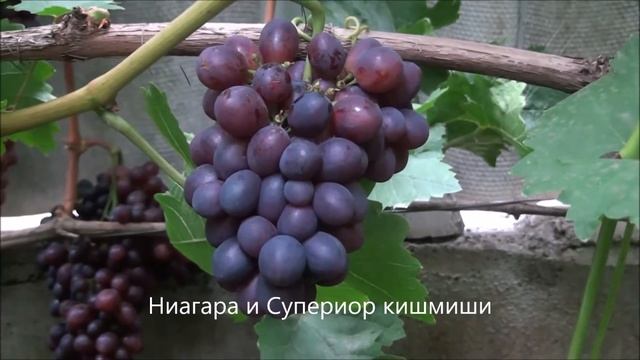 Ниагара и Супериор кишмиши смотреть онлайн