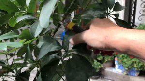 Моя Шефлера. Обрезка Шефлеры для формирования кроны. Укоренение черенков в воде.