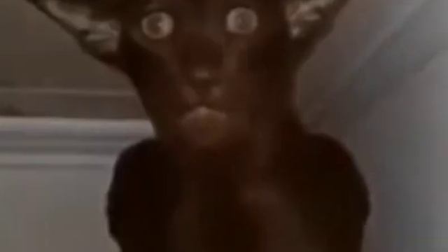 Миша ты что пукнул? наоборот