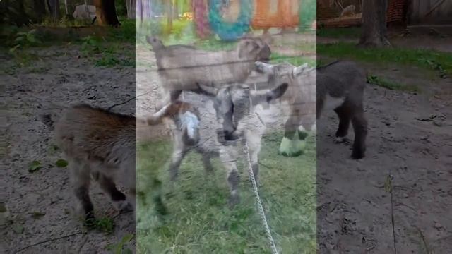 животные с выездом на дом, Москва, 8(965)380-13-11 смотреть онлайн