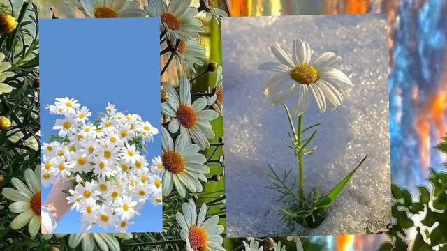 уменьшение половых губ | саблиминал | тихая версия | asvatini смотреть онлайн