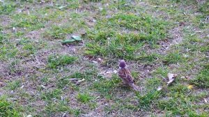 Рукия ДЕТЯМ от Сглаза и зла шайтана. Дуа и Аяты.