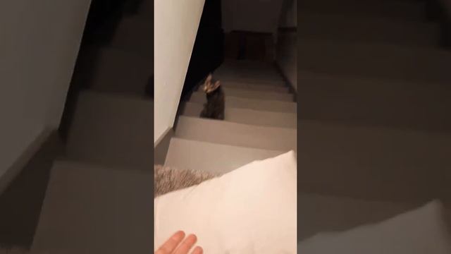 The Best Cute and Funny Cat Videos This Week! Кошка плохо ведёт себя! смотреть онлайн
