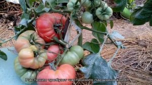 Сорт с потрясающим вкусом, который вы точно полюбите — томат «Малиновый гигант»