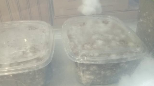 SIMPLE CONTAINER OYSTER MUSHROOM TEK, Step by Step Guide for Beginners смотреть онлайн