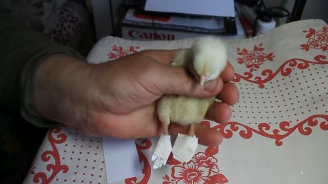 Скрюченность пальцев лапы у вылупившегося цыпленка, лечение.