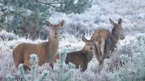 ЗВУКИ ЖИВОТНЫХ, КАК ГОВОРЯТ ЖИВОТНЫЕ, развивашки для детей, лошадка, рыбы, тигр, коза, ëжик