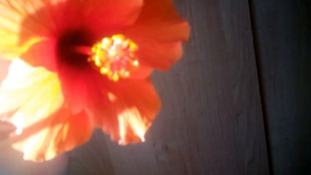 Оранжевый гибискус! смотреть онлайн