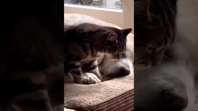 Я РЖАЛ ДО СЛЕЗ ? СМЕШНЫЕ КОШКИ И СОБАКИ | СМЕШНЫЕ ЖИВОТНЫЕ 2023 ? ЛУЧШИЕ ПРИКОЛЫ #51 смотреть онлайн