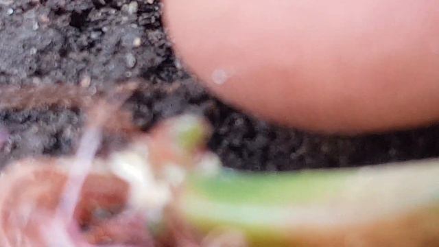 Echeveria Purpusorum REPRODUCCIÓN  -  Echeveria Purpuestorum REPRODUCTION