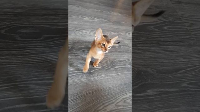 Абиссинские котята 2 месяца смотреть онлайн