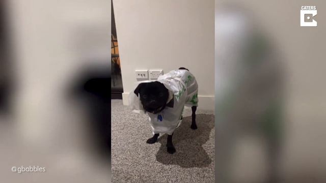 Making RAINCOAT For Dog From PLASTIC BAG (Pawsome Pets) смотреть онлайн