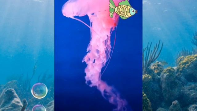 Экологическое воспитание " Морские обитатели" смотреть онлайн