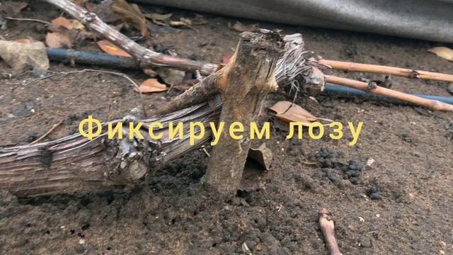 Укрываем виноград на зиму. Самый простой и эффективный способ, который используем в нашем питомнике смотреть онлайн