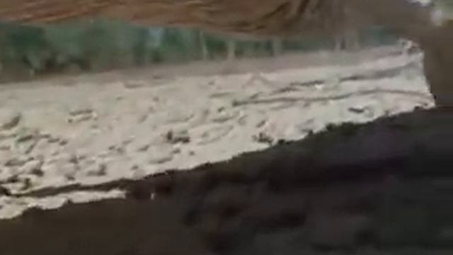 INTERIOR CROCODILE ALLIGATOR смотреть онлайн