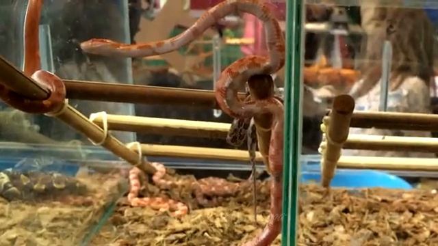? ? ? ЗМЕЯ МЕНЯЕТ КОЖУ ? / SNAKES смотреть онлайн
