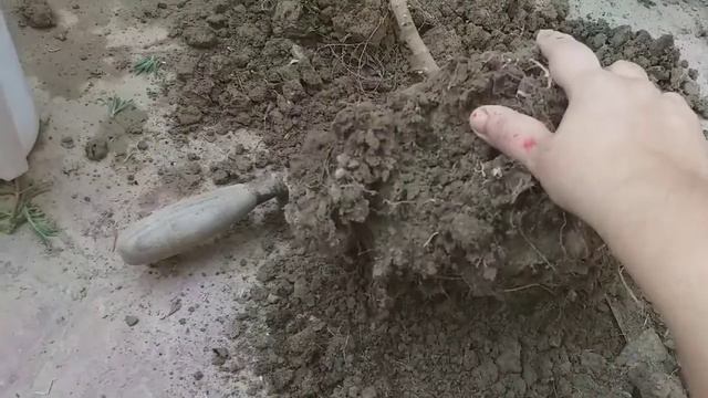 Ficus Plant Care, Repotting Tips & Propagation|| 12 July 2020 ||#ficusplant,#goldenficus,#gardening смотреть онлайн