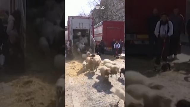 Thousands of sheep march down Paris’ Champs-Elysees смотреть онлайн