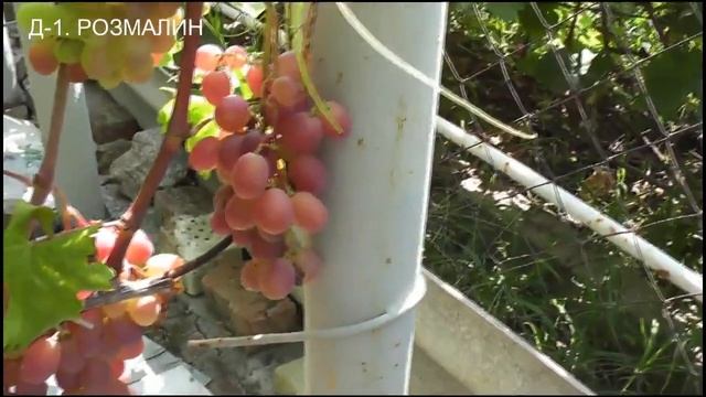 22 августа 2021 года Румейка,Блик,Омнибус-15,Сильва,Розмалин,Ирен,Богема,кишмиш Лорус