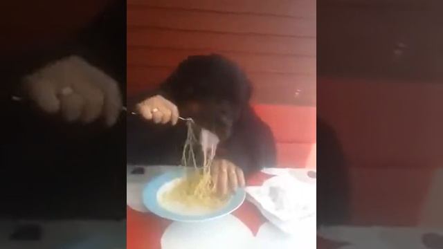 😂😂собака кушает как человек 😂😂 смотреть онлайн