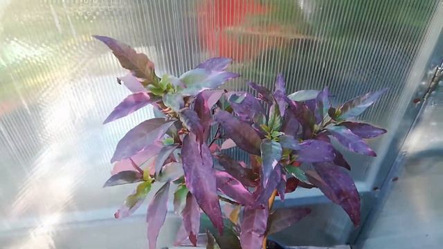 Barleria obtusa 'Purple Gem. Барлерия обтуса Пурпур Джем.Лето смотреть онлайн