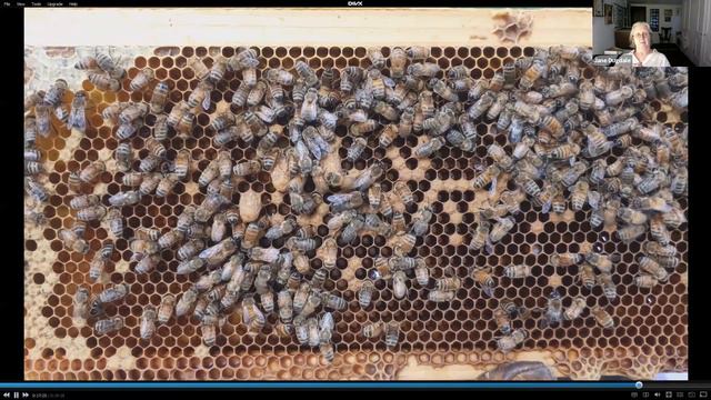 Community Gardening around the Village: The Buzz about Bees смотреть онлайн