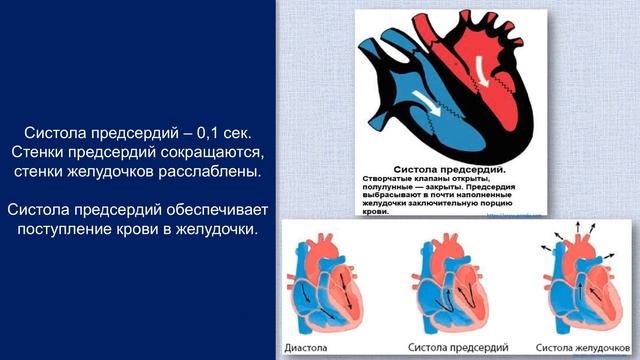 Biology 16+\ Кровеносная система - строение сердца.\ Baranciuc Liudmila смотреть онлайн