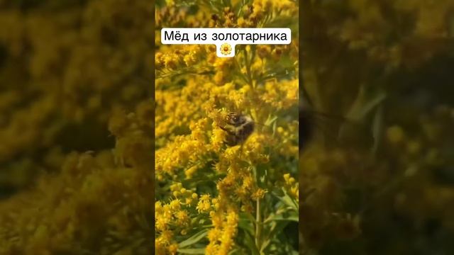 Золотарник - полезный медонос. Из чего пчелы делают мед ? #пчелы #kolodaVmede смотреть онлайн