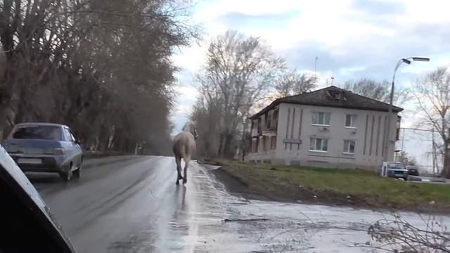 По дорогам поселка Малышева бродят бесхозные лошади смотреть онлайн