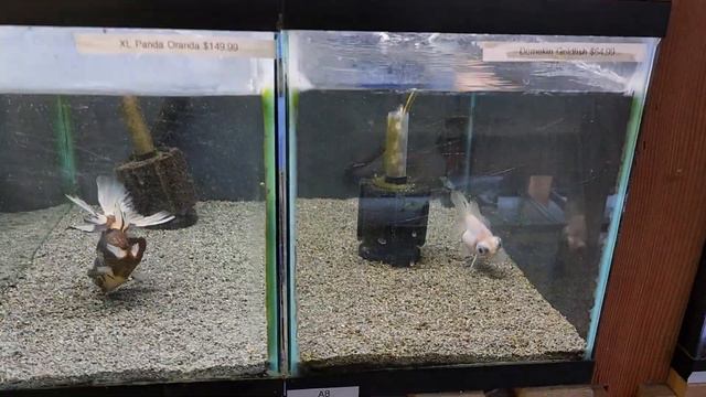 Магазин Экзотических Животных \ Exotic Pet Store смотреть онлайн