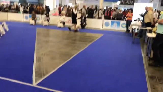 20.04.19 CHAMPIONSHIP WHWT males champion смотреть онлайн