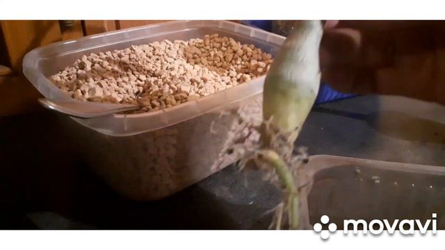 Пересадка двухгодовалых адениумов, 7 месячных сеянцев и Мини. Корни🤦♀️🤷♂️🙈. смотреть онлайн