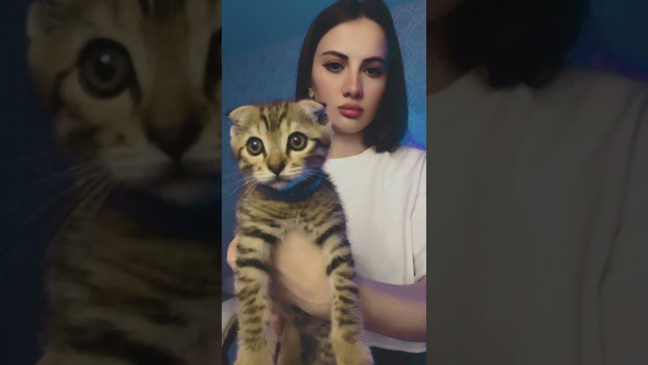 Самый свирепый компаньон — снежный леопард! ❄️ смотреть онлайн