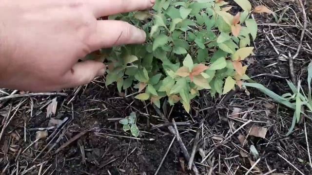 Эти кустарники однозначно должны быть в вашем саду. Часть 3 (спиреи) смотреть онлайн