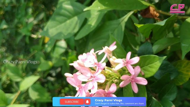 Flowers in my House | caladium | sky blue cluster vine | Bleading heart | Pink Ruspolia смотреть онлайн
