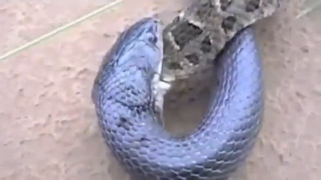 King Cobra vs Python-One gets eaten !! смотреть онлайн