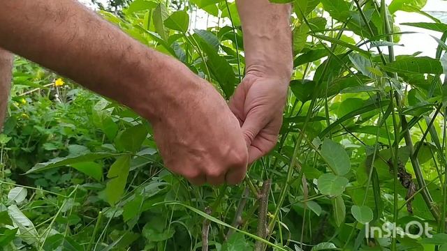 Прививка ГРЕЦКОГО ОРЕХА зелёным в зелёный с результатом. смотреть онлайн