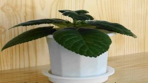 Глоксиния — уход в домашних условиях