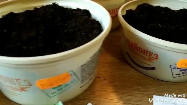 Мята и ее способы размножения.Посев семян мяты. смотреть онлайн