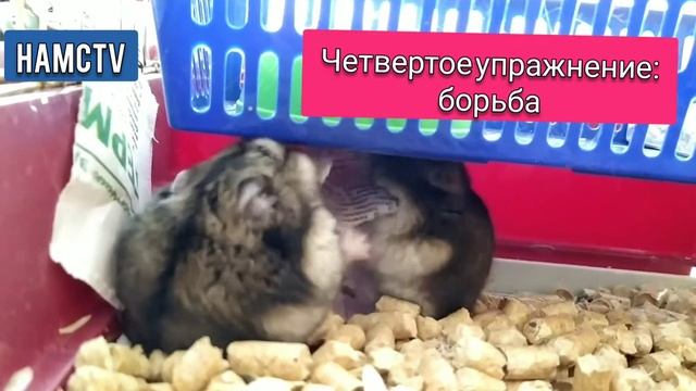 Утренняя зарядка! Ведут хомячки! смотреть онлайн