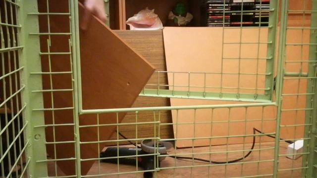 Подарок мини пигу ему 2 месяца! Как выбрать вольер, клетку для МИНИ ПИГА размеры! Мини пиг должен! смотреть онлайн