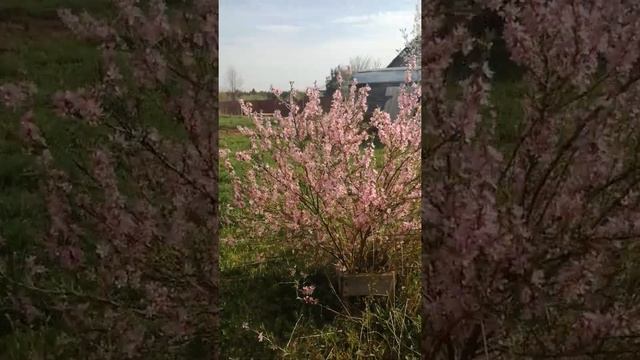 # shorts Миндаль в моем саду. смотреть онлайн