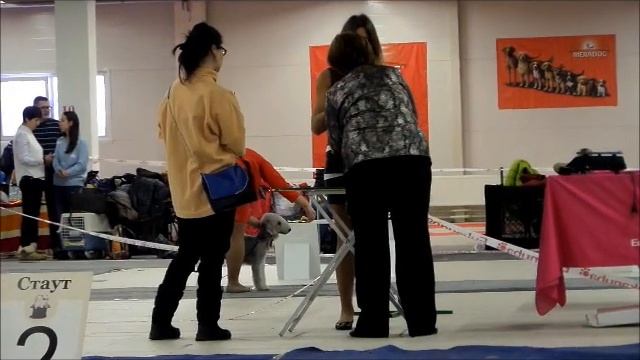 Русский той длинношерстный Монопородная выставка 06 02 2016 СПб смотреть онлайн