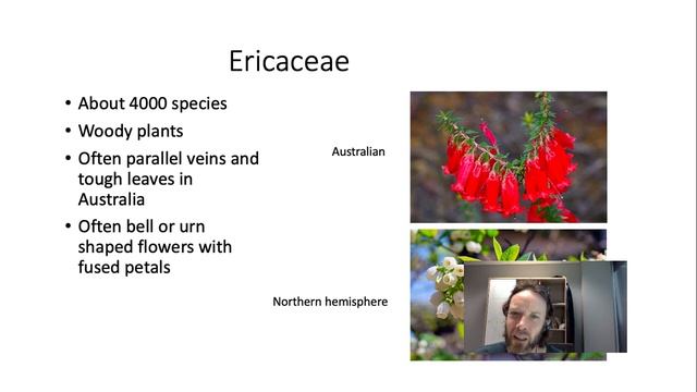 Ericaceae смотреть онлайн